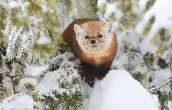 Winter, snow, branches, face, needles, marten