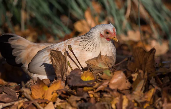 Autumn, grass, look, leaves, nature, bird, chicken, autumn