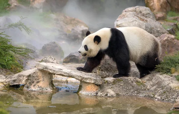 Nature, fog, stones, bear, bear, Panda, walk, pond