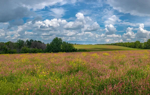 Field, summer, flowers, meadow, shrubs