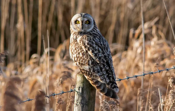 Grass, the sun, owl, bird, posts, the fence, barbed wire, bokeh