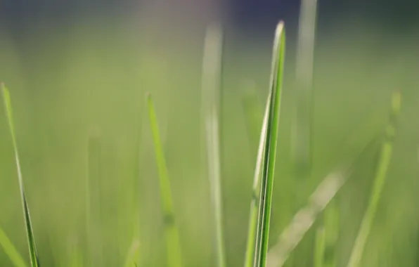 Picture greens, grass, macro