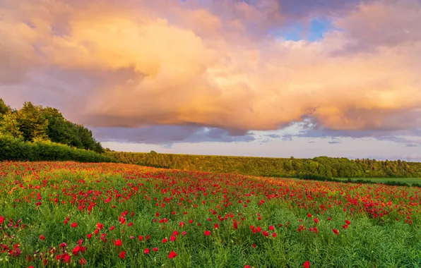 Field, summer, the sky, landscape, flowers, nature, Maki, meadow