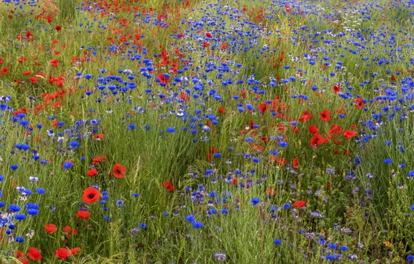 Field, flowers, Maki, meadow, blue, red, field, a lot