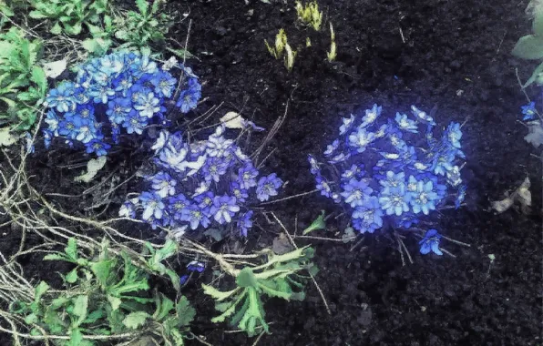 Flowers, beauty, April, spring2024