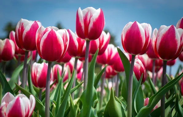 Picture the sky, tulips, buds, motley
