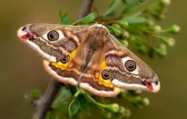 Pattern, butterfly, wings, branch, buds, Emperor moth