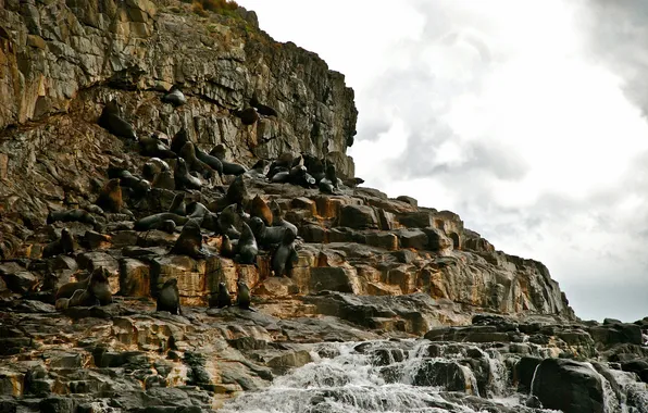 Stones, Australia, sea, seals, new Zealand, Tasmania