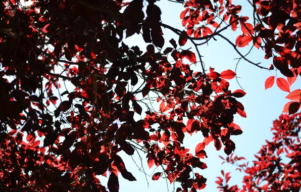 Leaves, branches, tree, red