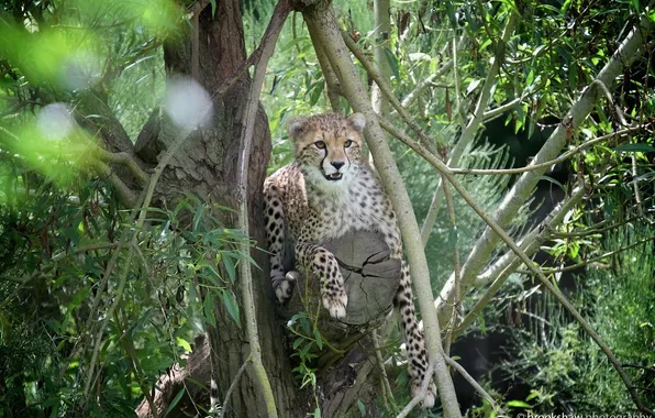 Face, thickets, predator, Cheetah, wild cat, young