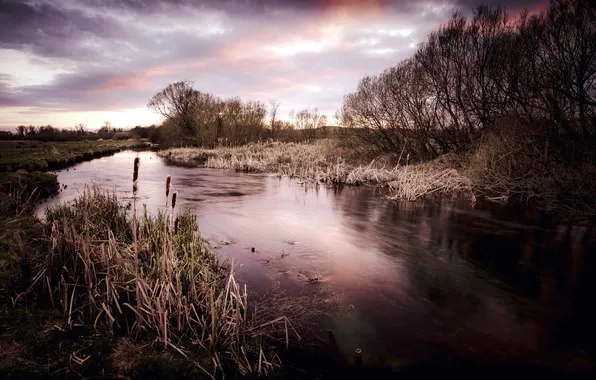 Nature, river, the evening