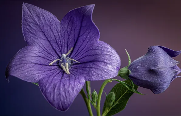 Flowers, pair, two, different, flowers, macro, two, other