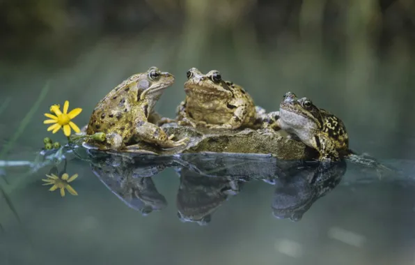 Picture animals, water, wildlife, frogs