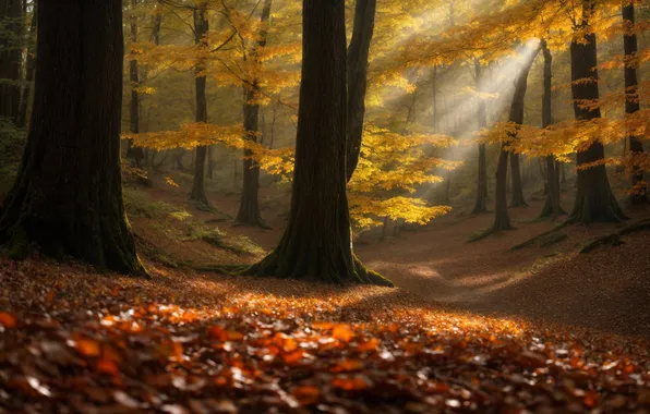 Autumn, forest, the sun, rays, light, trees, branches, nature
