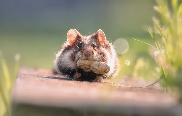 Look, light, hamster, walnut, muzzle, blur, bokeh, mining