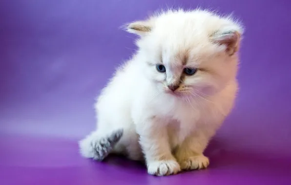 Cat, white, look, pose, kitty, baby, cute, blue eyes