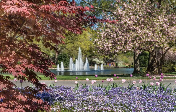 Picture trees, flowers, Park, spring, fountain