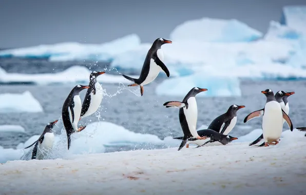 Winter, water, ice, penguins, jumping