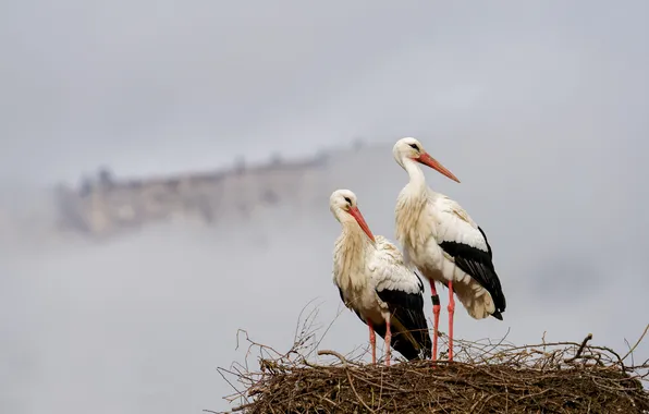 Birds, fog, height, spring, family, socket, pair, stork