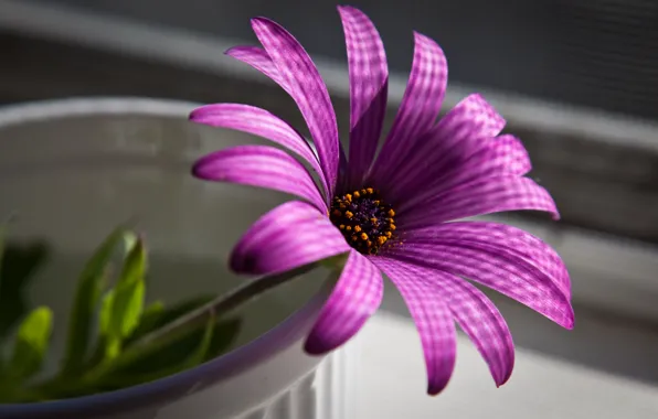 Picture flower, macro, purple