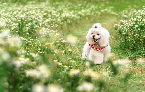 Greens, language, look, flowers, nature, glade, dog, white