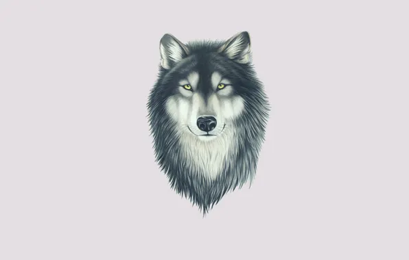 Picture look, face, wolf
