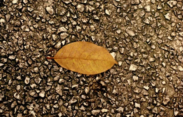 Autumn, asphalt, leaf