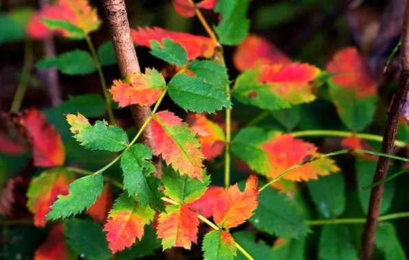 Picture autumn, leaves, Bush, branch