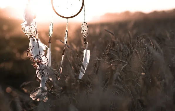 Field, the evening, ears, Dreamcatcher