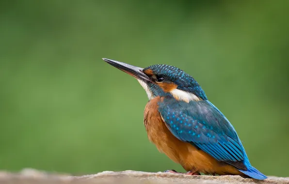 Picture background, bird, Kingfisher