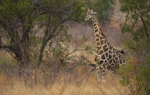 Picture giraffe, Savannah, the bushes, neck