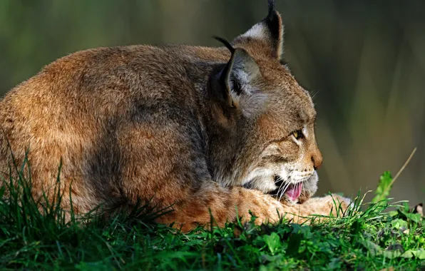 Wallpaper pose, lies, light, background, personal hygiene, face, profile, lynx
