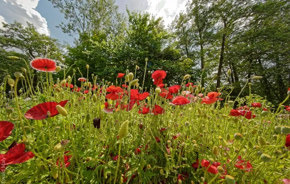 Picture flowers, summer, trees, greens, Maki, the sun, the sky, clouds