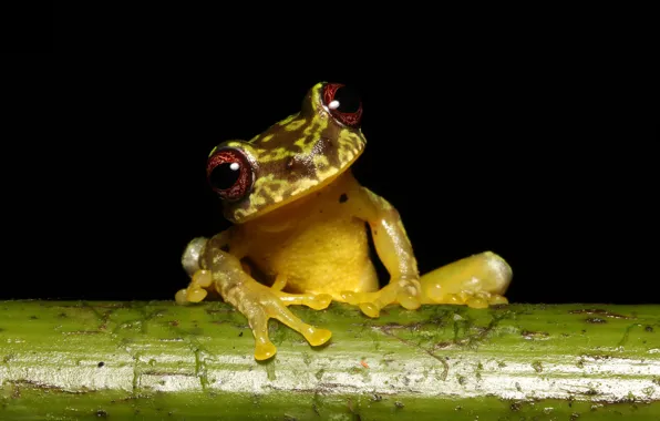 Picture look, macro, frog, stem, black background, spotted