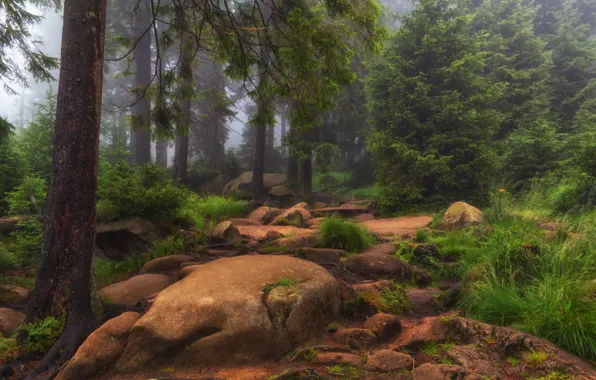 Picture forest, grass, trees, nature, fog, stones