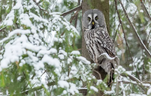 Picture winter, look, snow, branches, nature, owl, bird, needles