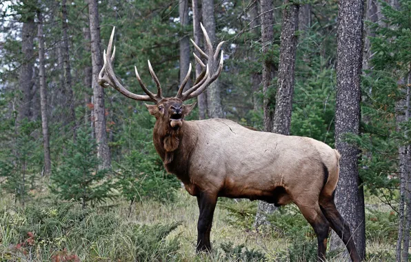 Wallpaper nature, forest, horns, deer