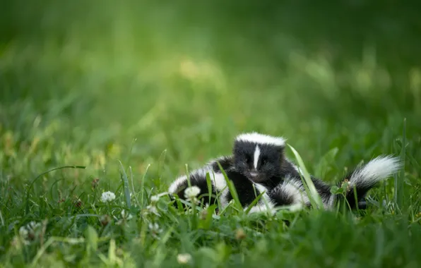 Grass, background, glade, sleep, kids, a couple, skunk, sleep