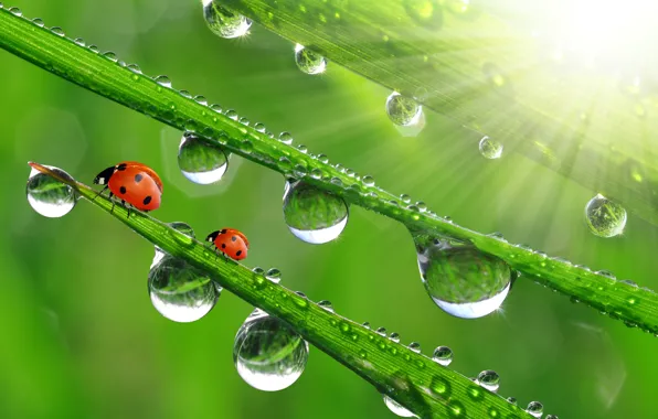 Drops, macro, ladybugs, the sun's rays, grass