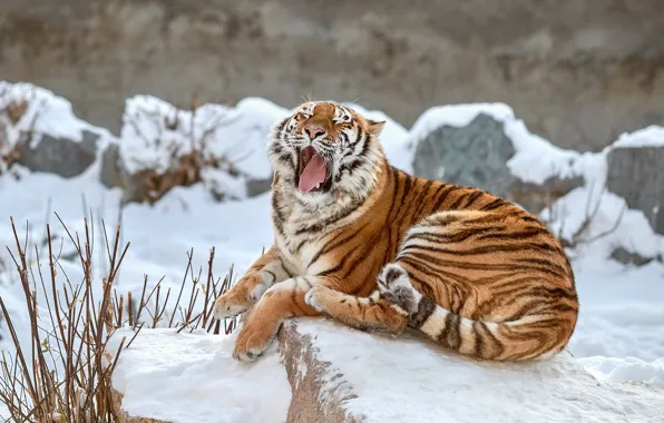 Winter, language, snow, branches, tiger, pose, stones, paws