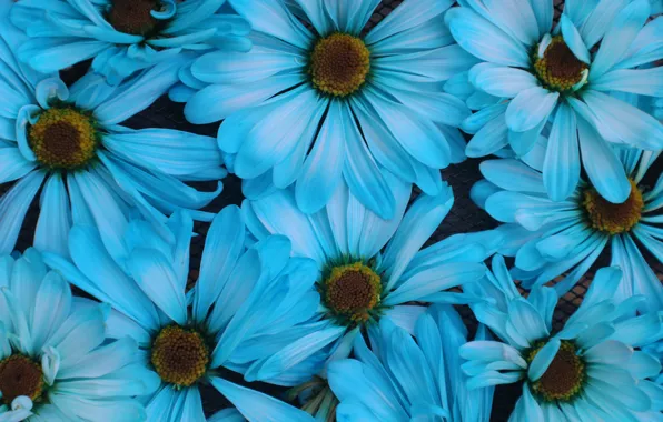 Flowers, petals, blue, a lot, osteospermum