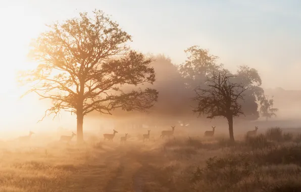 Picture fog, morning, deer