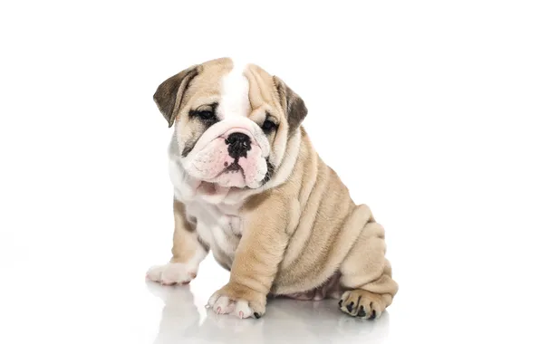 Picture dog, puppy, white background, English bulldog