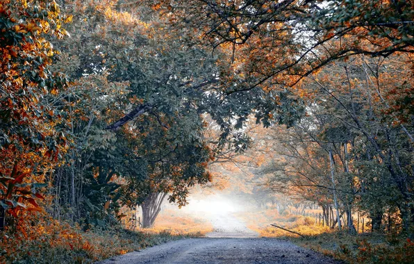 Road, trees, landscape