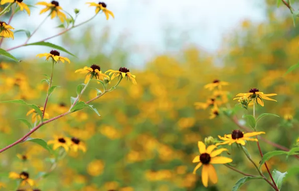 The sky, flowers, meadow, the bushes