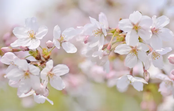 Macro, cherry, tenderness, branch, spring, Sakura