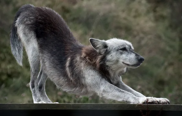 Picture Board, wolf, predator, stretches