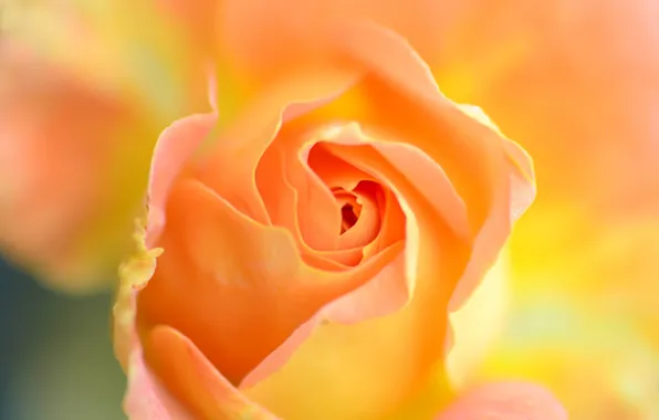 Flowers, nature, roses, petals