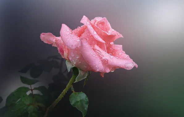 Drops, flowers, Rosa, roses, pink