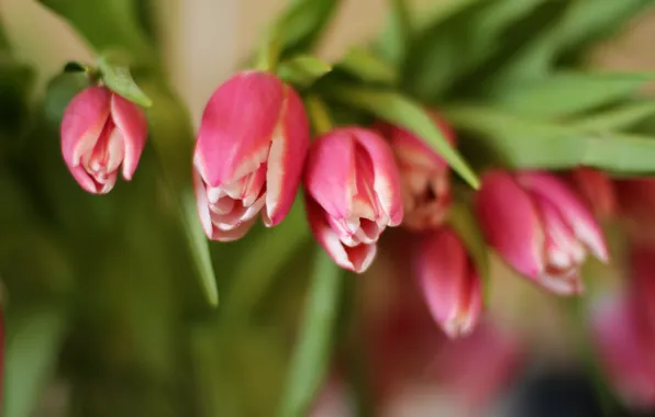 Picture flowers, spring, tulips